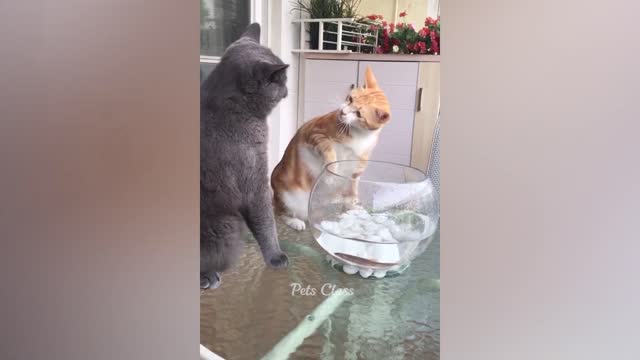 Funny animal compilation