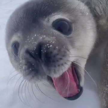 Sweet baby seal saying hot.