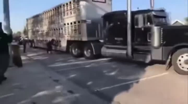 Vegan Protestors Can't Stop Truck In Humiliating Video