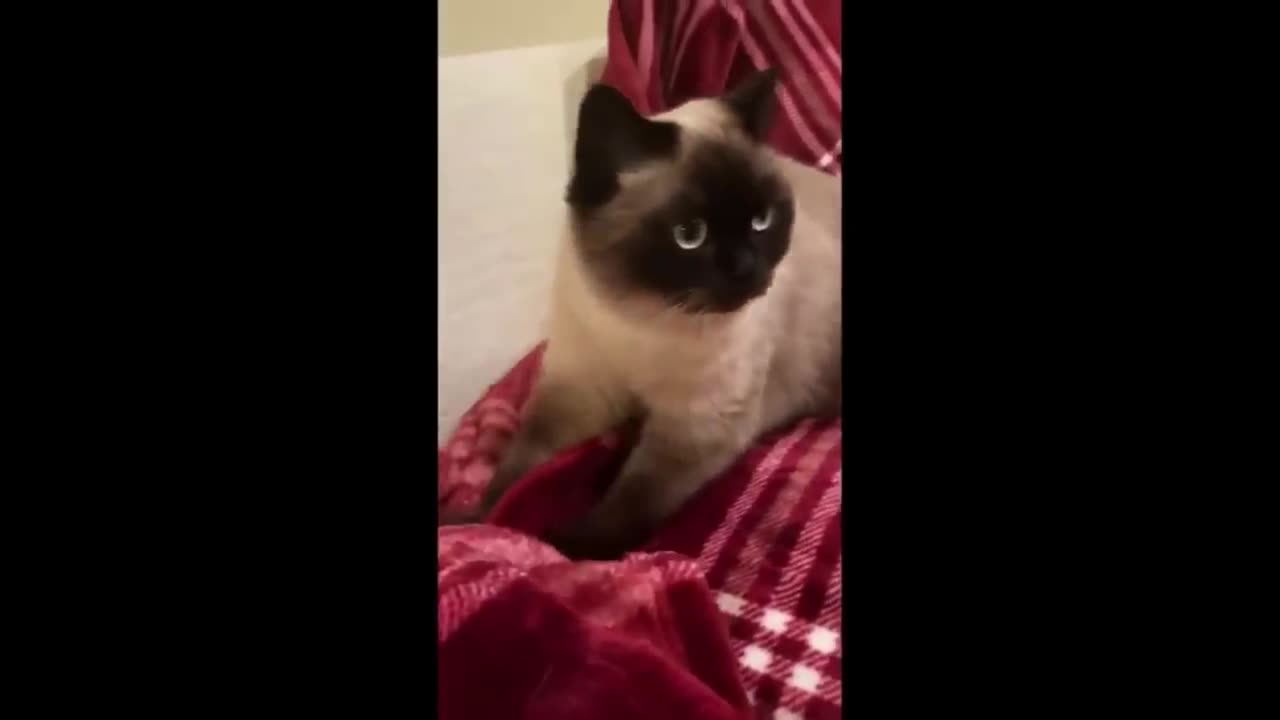 Cat Funny-Cute Video compilation - Part 15