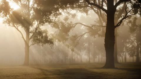 Morning in the Forest with Singing Birds