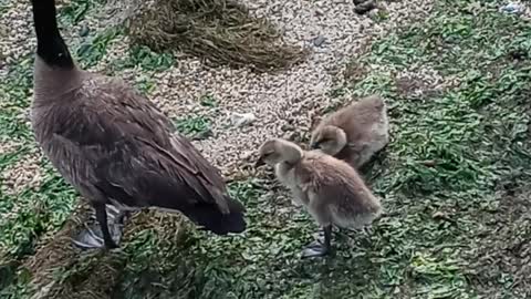 Duck Family 🦆🦆 Waiting for their boat to arrive..