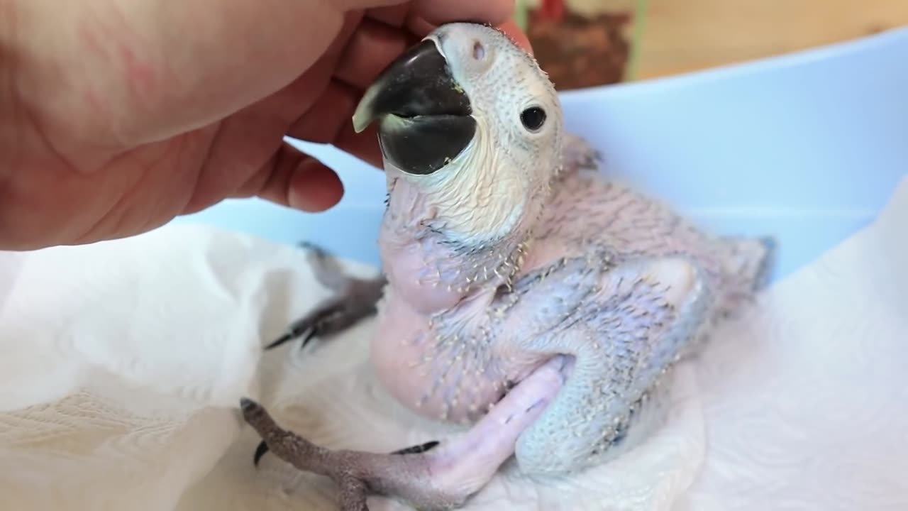 How a baby macaw grows | From hatch to eye opening