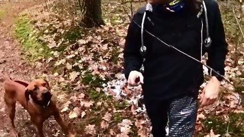 Scary Charging Dog