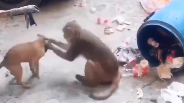 Amazing Funny 😁Video Dog 🐶 with Monkey 🐒