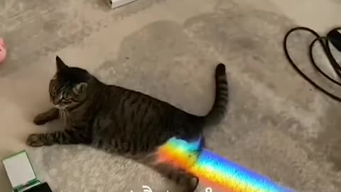 Funny cat video😂😂