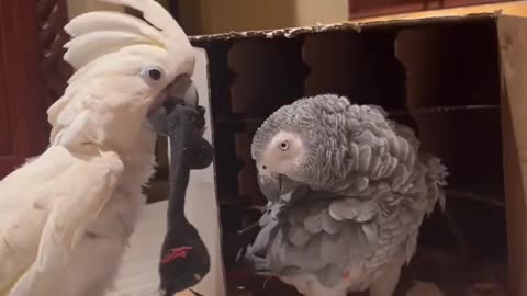 Telling my parrot “no” 🤣