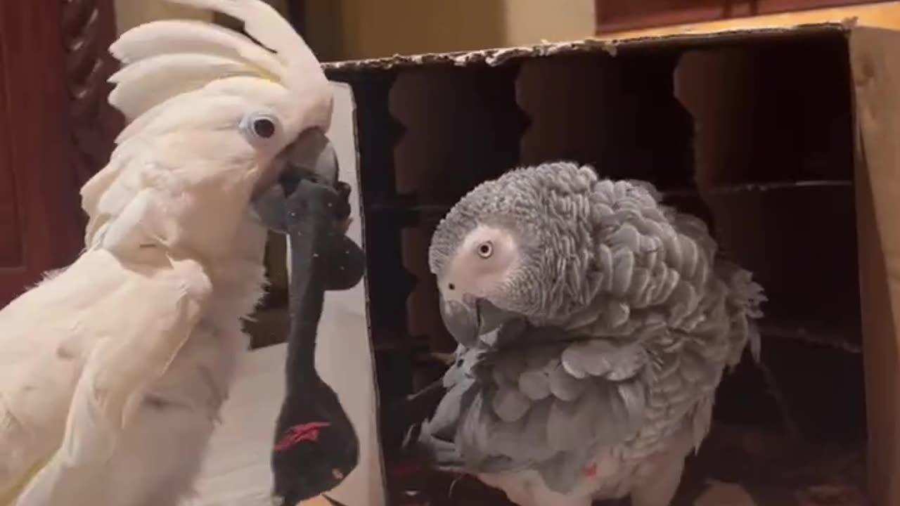 Telling my parrot “no” 🤣