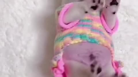 cute animals