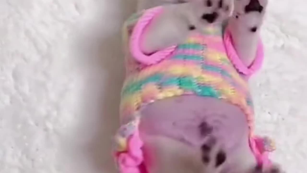 cute animals