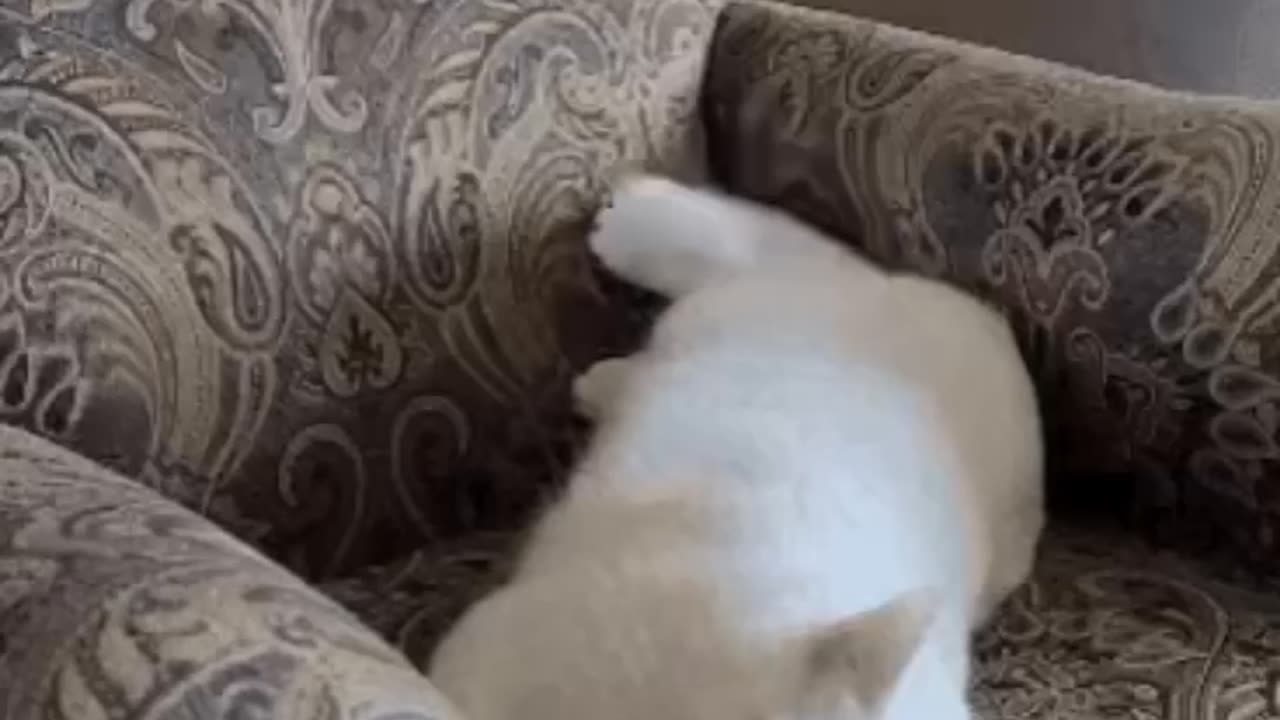 Cute Cat Gif