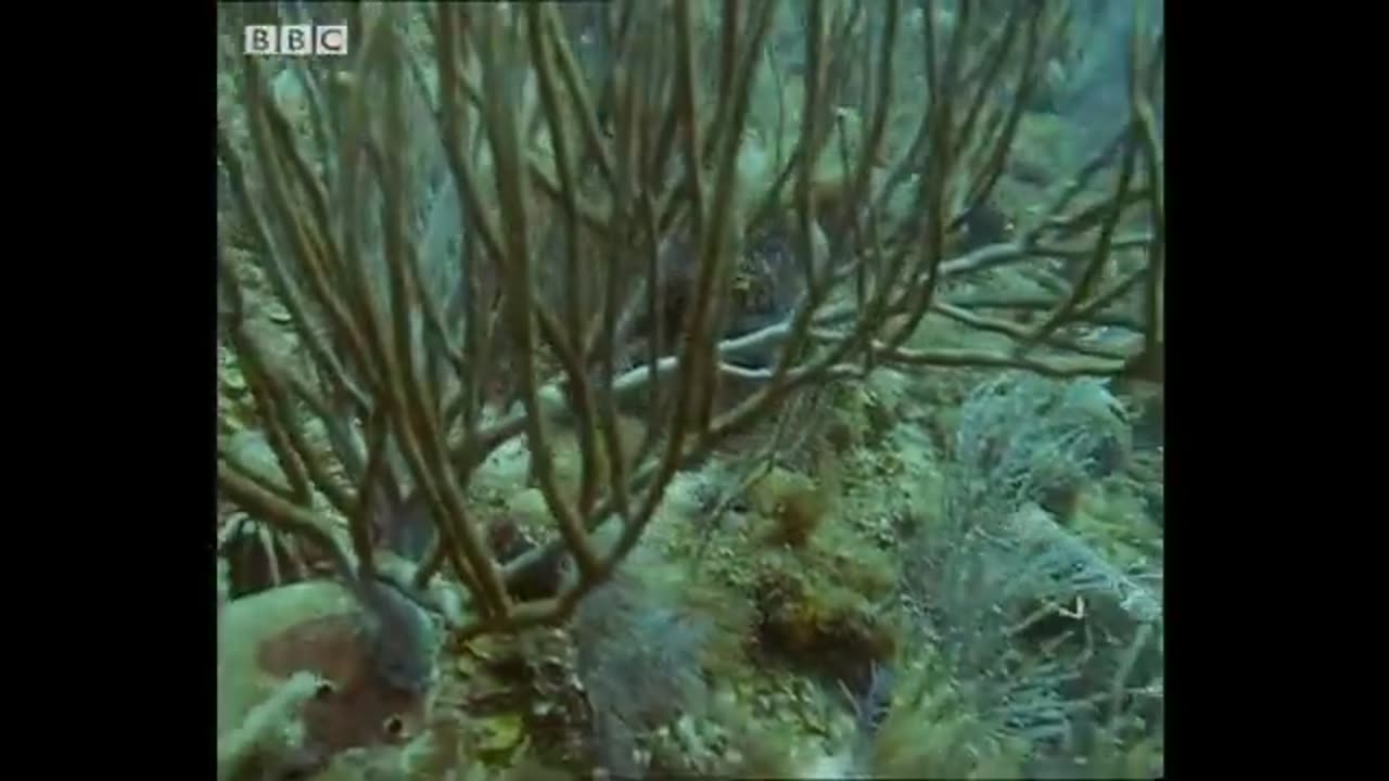 Lobsters vs Trigger Fish | Trials Of Life | BBC Earth