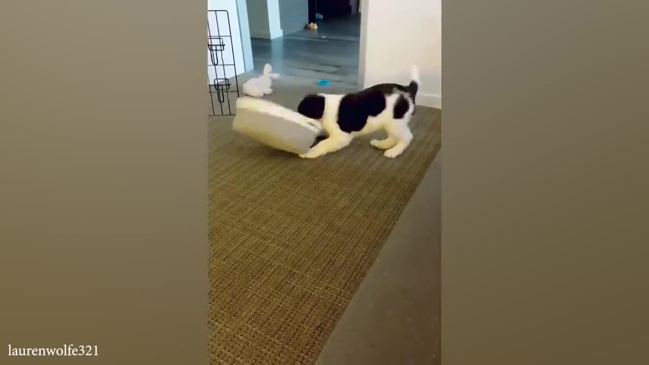funny cats