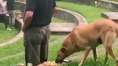 🙏❤🎉🎉🎉🎊🎊🎊️SWEET AND FUNNY ANIMALS SHOTS 🙏❤️❤️🎉🎉🎉🎊🎊🎊