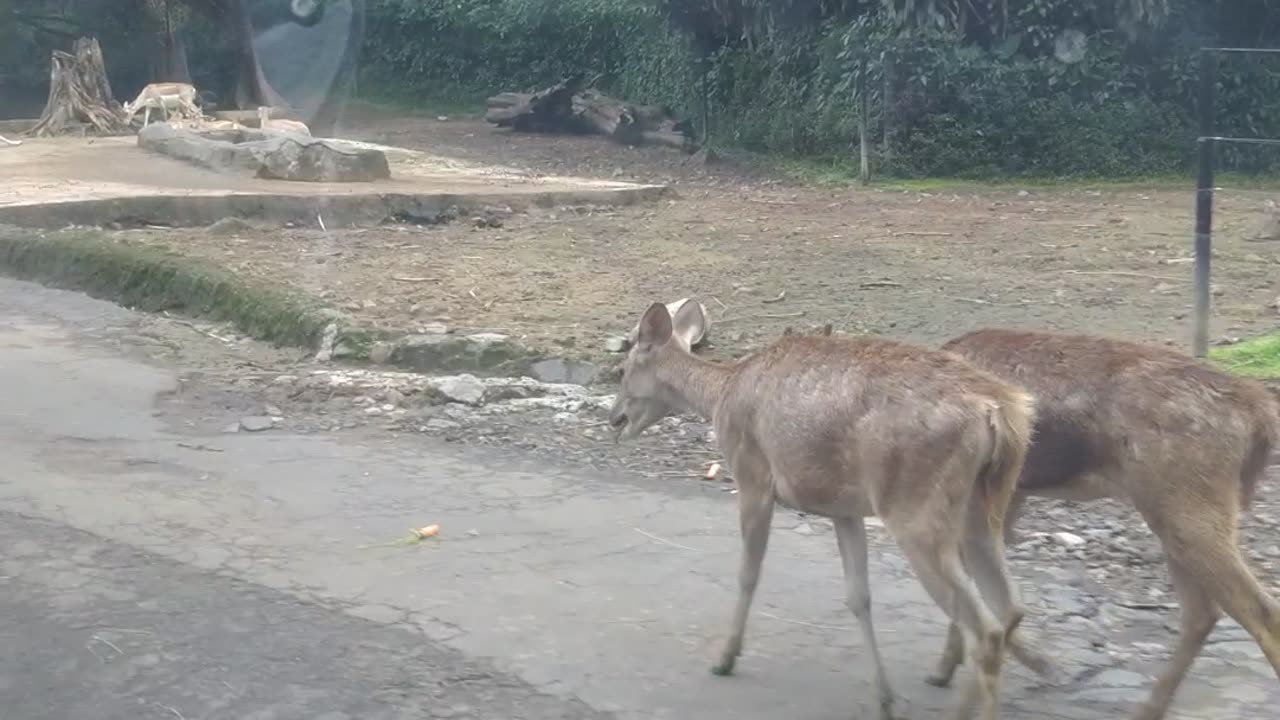 Safari Park Bogor Indonesian 01
