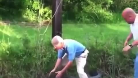 Funny animals, guess what happens when you try to grab an alligator