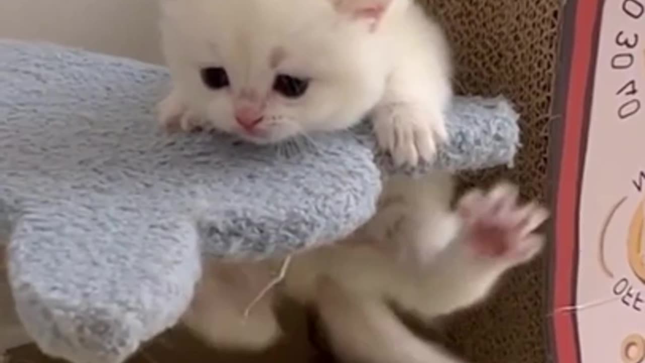 funny cute cat