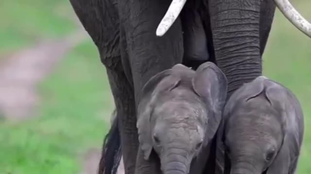 Twin baby Elephants 🐘🐘