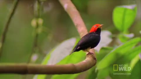 Birds "Moonwalk" to Impress the Ladies | World's Weirdest