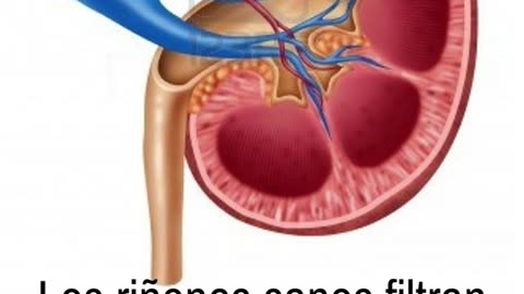 Los riñones filtran medio galón de agua diariamente #riñón #salud