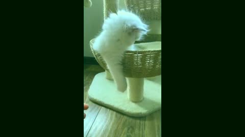 Best funny animal video 2022 Funny pets