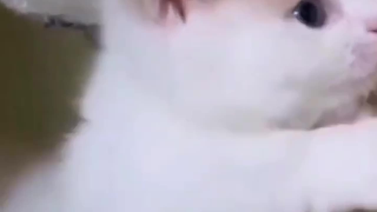 cute cat kittence __compilation__#cats#ytshorts #babycats #cutememo #cutecats #viralclips