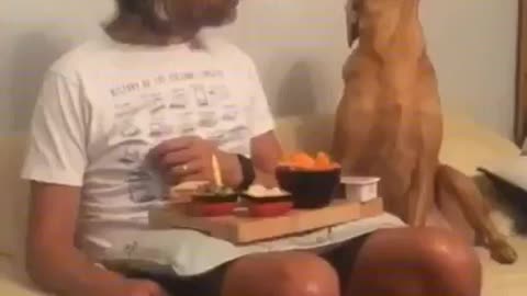 Hungry Cute Dog