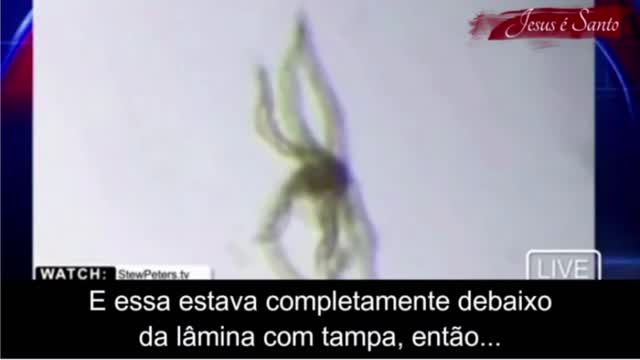 Parasita Hydra Vulgaris na 💉 de COVID-19 - Dra. Carrie Madej (Canal Jesus é Santo)