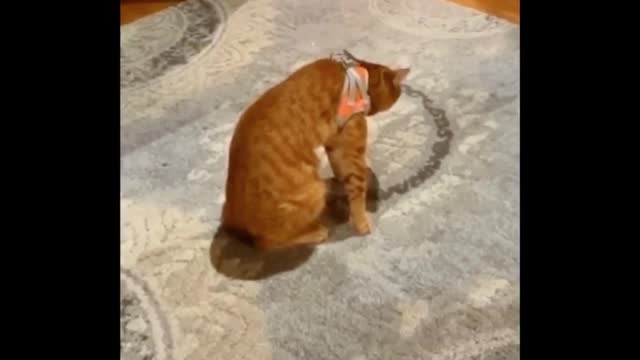 Funny Cat Moments: The Cutest Video Compilation Part 6