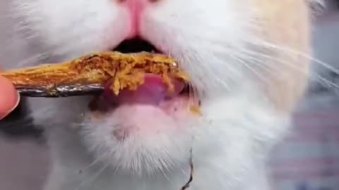 Cat eating#fyp #foryou #top #cat #capcut #catsoftiktok #asmr #eating