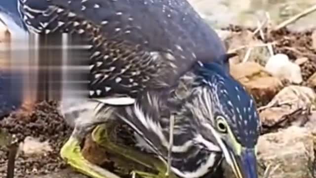 Bird Attack on fishC