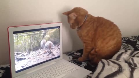 Funny Animal Video