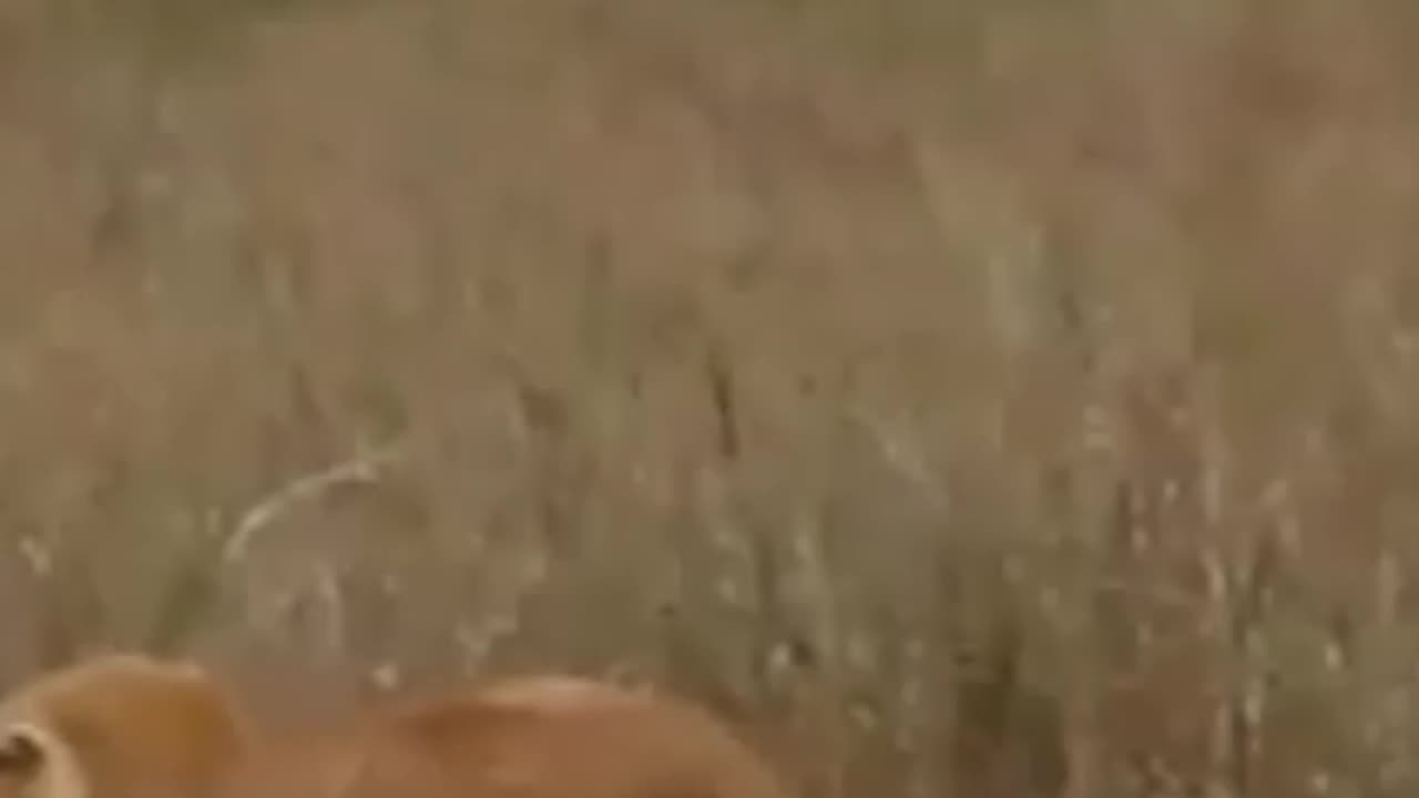 Filhote de Leão cai no Penhasco, será que ele vai ser Resgatado?