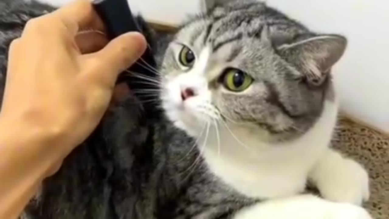 Funny and Cute Cats Videos #61