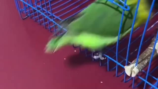 Smart Parrot Play #part18 #shorts