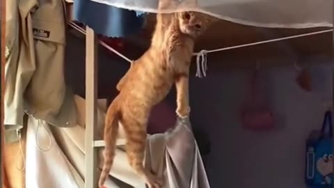 Funny Animals