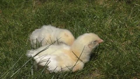 Farm animals and animal sounds