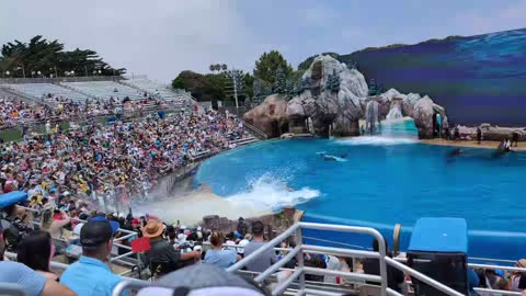 More Awesome Orca Show #seaworld