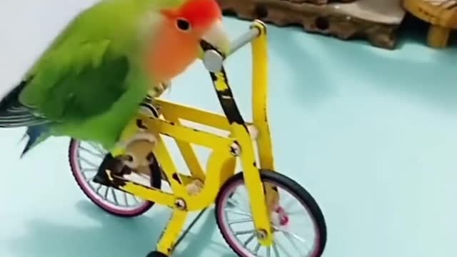 Parrot smart 😂🤣 show #parrotshorts #shorts