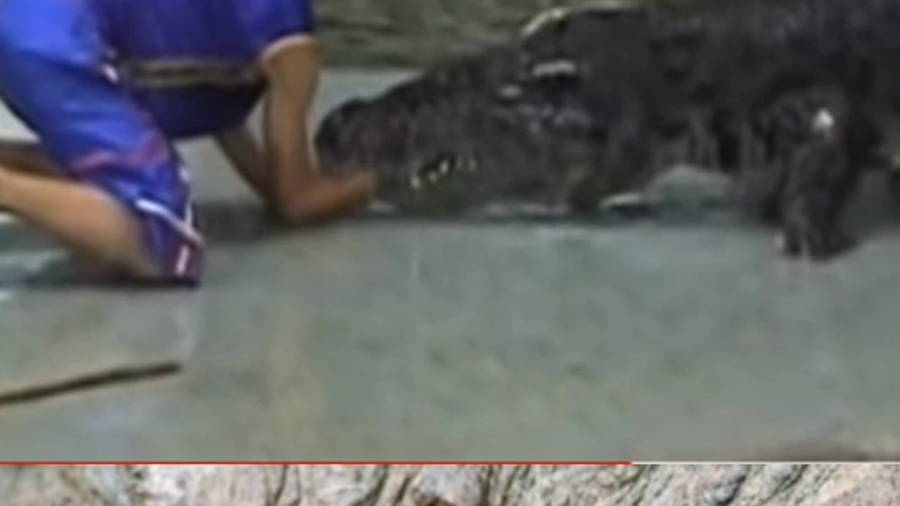 Crocodile Knows What's Up!