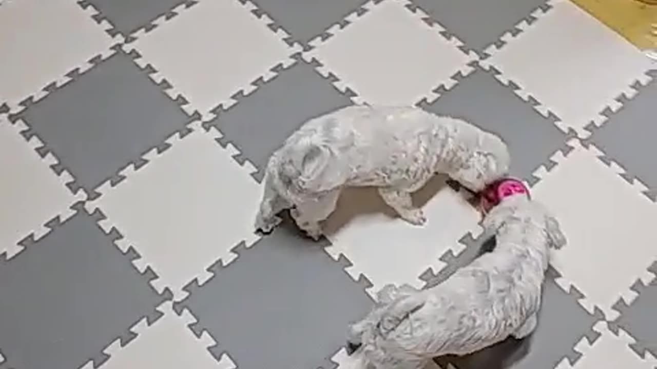 our dogs' scramble for snacks