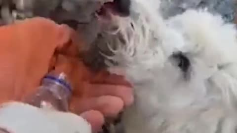 Dog rescued from rubble in Turkey