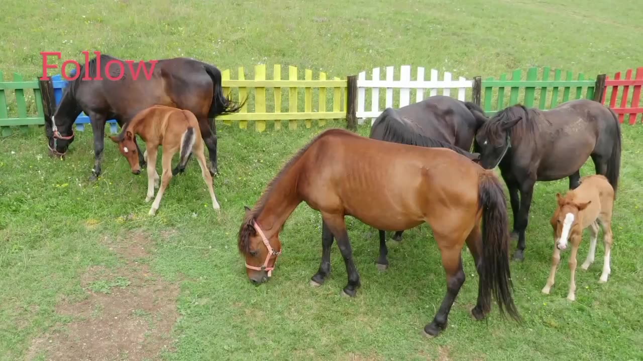 Top Horse in India.video Please Subscribe.