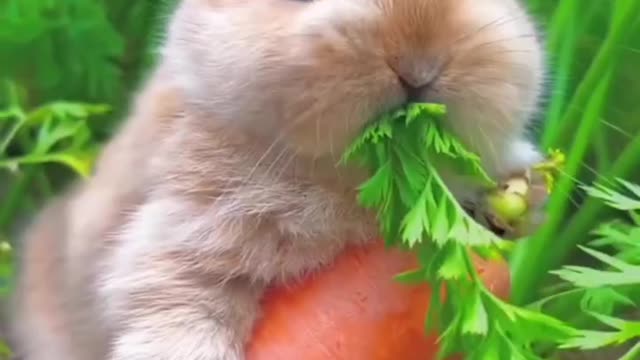 cute rabbit eating carrot❤️playing,feeding, activities