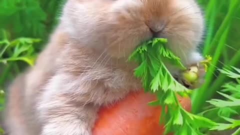 cute rabbit eating carrot❤️playing,feeding, activities