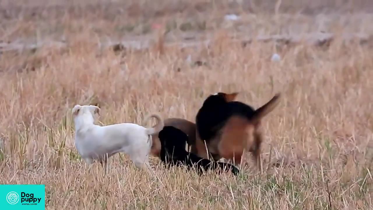 BIG MALE Dogs joue agressivement avec la petite chienne minuscule!