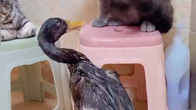 Funny Cat and Duck Fight Video