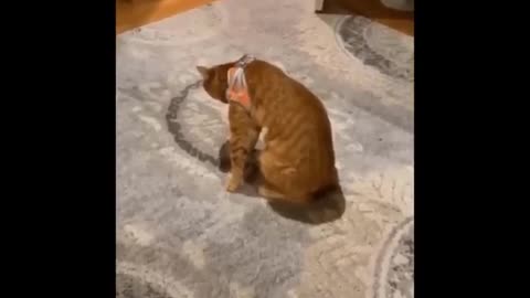 Funny Cats 😹LAUGH Non-Stop