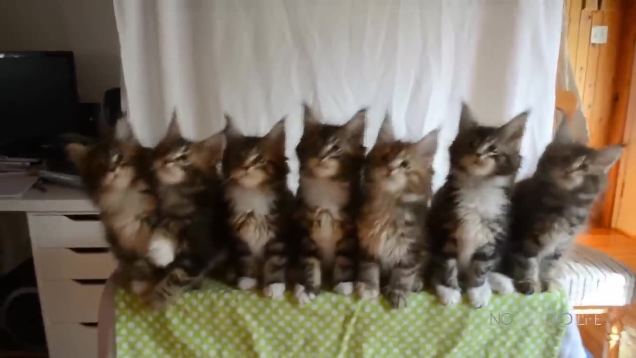 Funny Cats Compilation