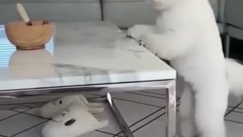😺Funny Animal video 🐶